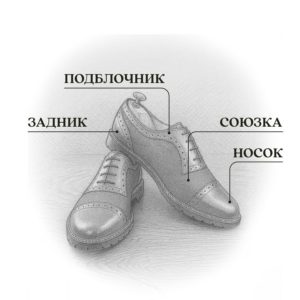 оксфорды строение
